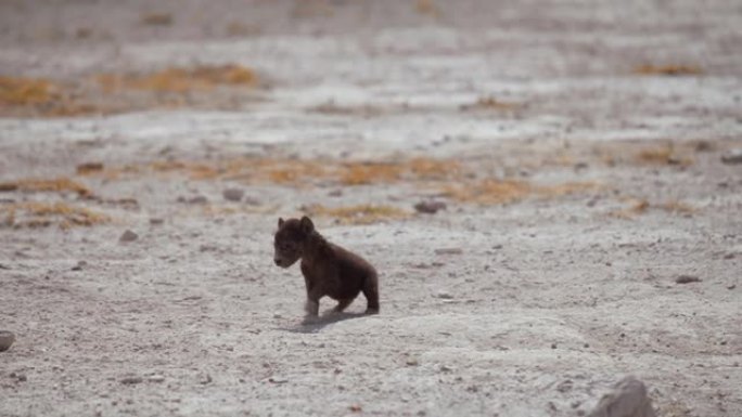 肯尼亚安博塞利国家公园大草原上的新生鬣狗幼崽说话笨拙的第一步
