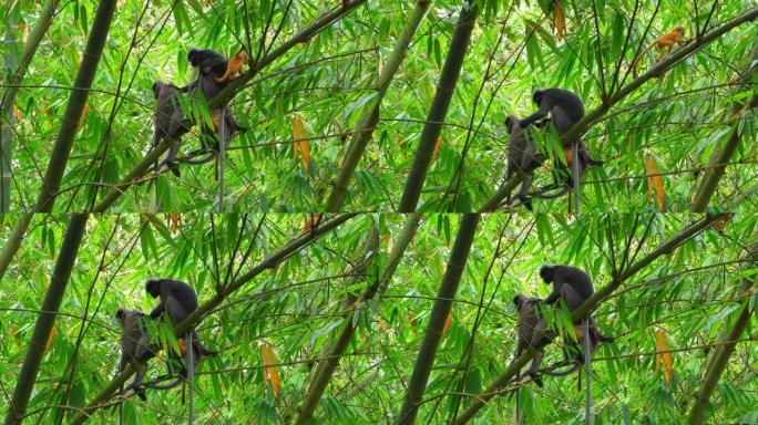 眼镜叶猴: 丛林中神秘的灵长类动物。