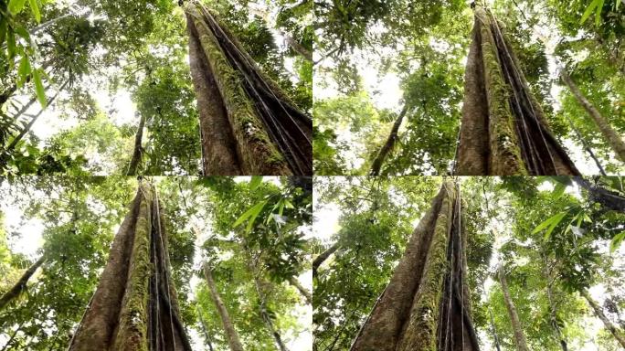热带雨林中的巨树