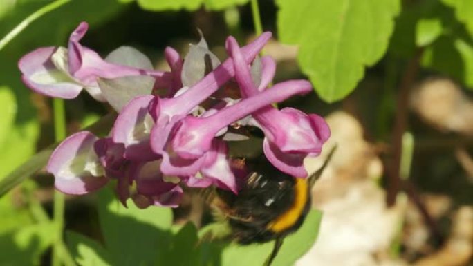 大黄蜂在早春对fumewort (Corydalis solida) 的授粉