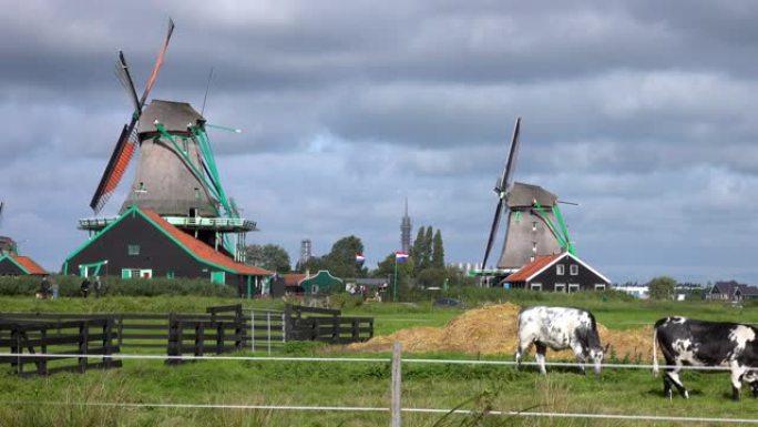 荷兰风车和奶牛