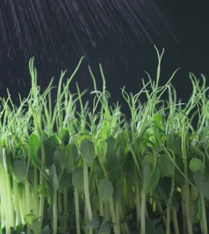 微绿蔬菜家庭种植。绿色微绿豆芽浇水特写镜头，用水喷洒有机植物。