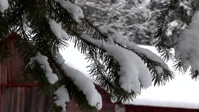 背景为谷仓的树枝上的雪 (高清)