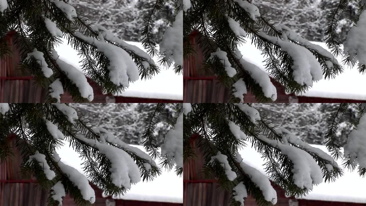 背景为谷仓的树枝上的雪 (高清)