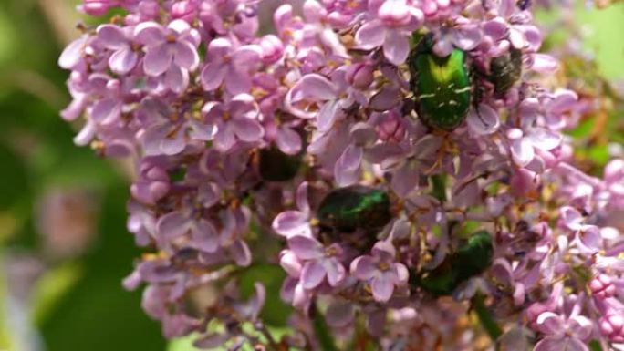 玫瑰金谷草 (Cetonia aurata)