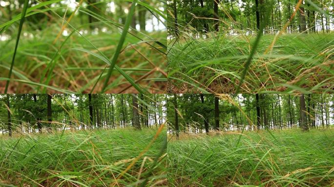 绿色橡树林，芦苇草