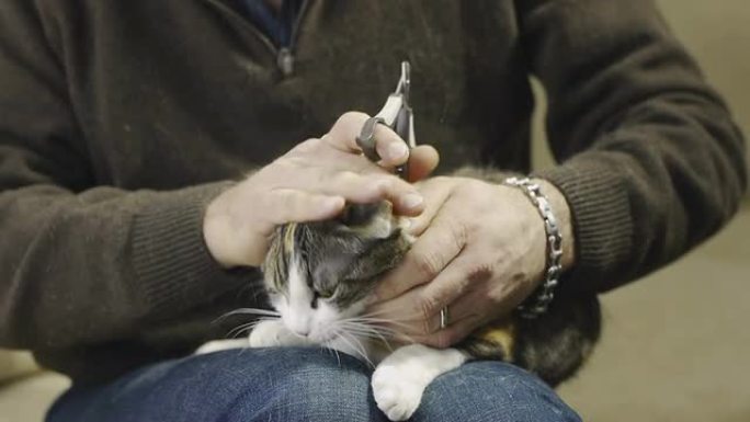 男人修剪三色猫爪