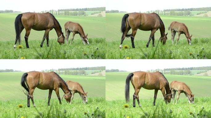 棕色温血母马和草地上的小马驹