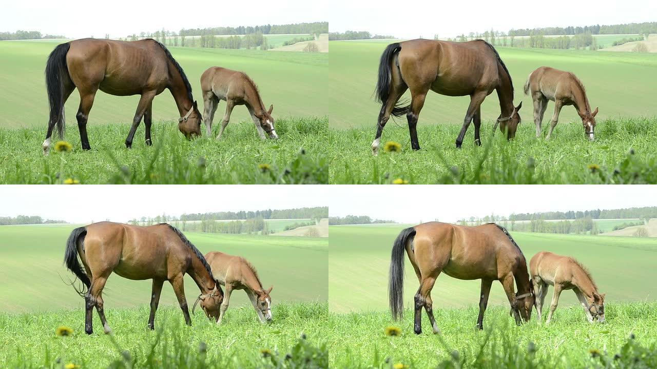 棕色温血母马和草地上的小马驹