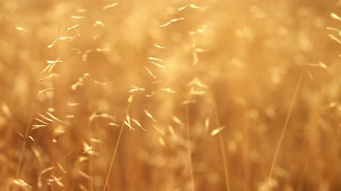 微风吹来的金色野生小麦 (草)