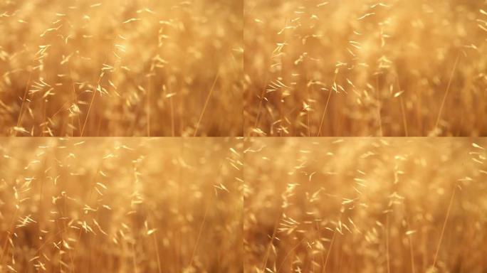 微风吹来的金色野生小麦 (草)