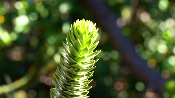 Araucaria树枝的细节，也是常绿的针叶树或猴尾树，有粗大的尖锐针，靠近阿根廷和智利之间的边界地