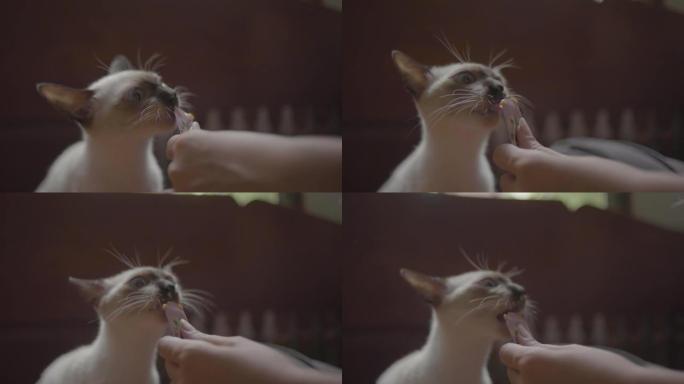 可爱的猫舔湿食物。