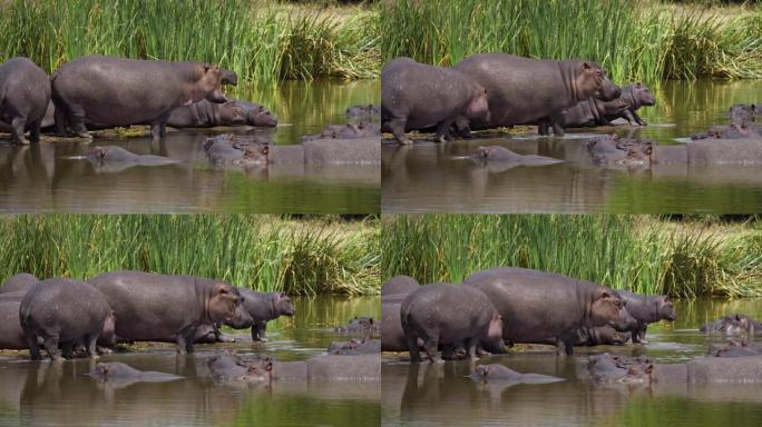 LS河马群在内罗毕国家公园的池塘中休息