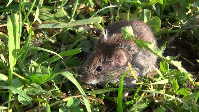 草地上的银行田鼠 (Clethrionomys glreolus)