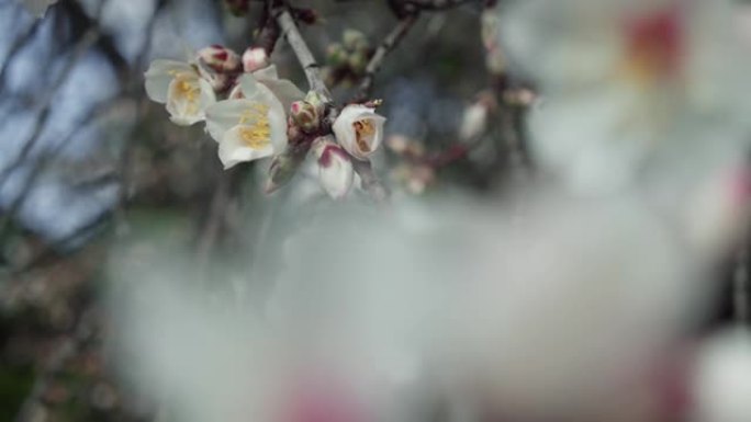 日出时春天开花。慢动作盛开的杏仁树花。美丽的果园。电影季镜头。
