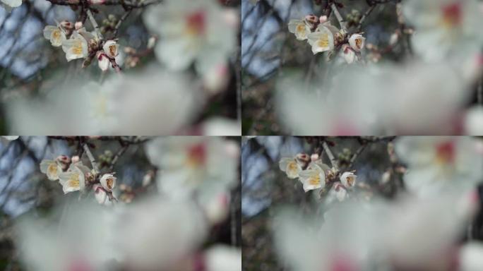 日出时春天开花。慢动作盛开的杏仁树花。美丽的果园。电影季镜头。