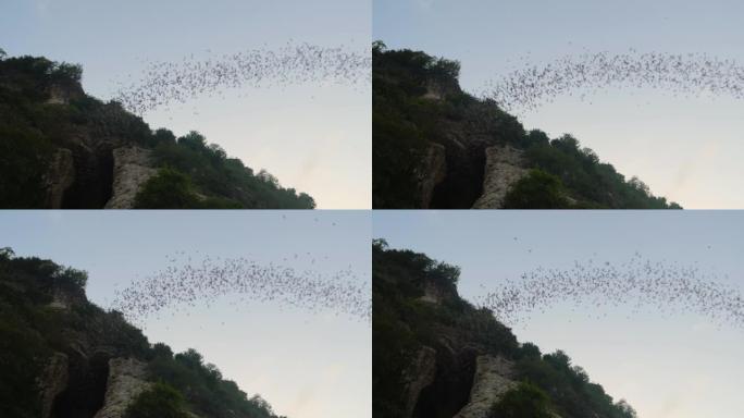 柬埔寨马德望，一群蝙蝠从天空中飞出，从山洞里出来