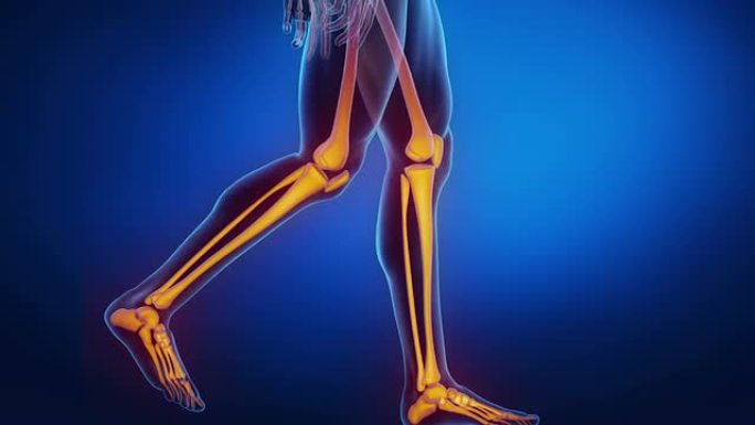 蓝色腿和膝盖的骨骼x射线扫描