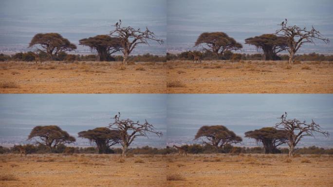 远处有树木的干草场，长颈鹿走在前面，肯尼亚安博塞利国家公园