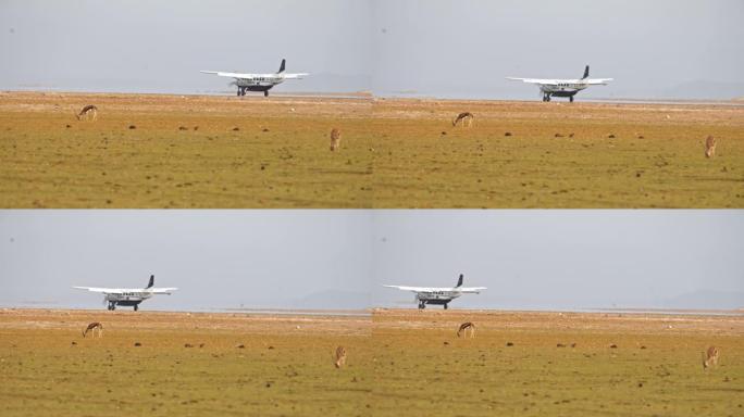 在内罗毕国家公园观光游览野生动物后，LS小型飞机降落