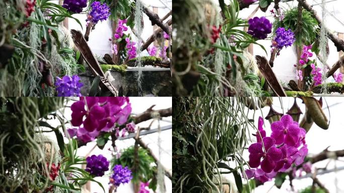 高清剪辑: 花园中的紫罗兰兰花