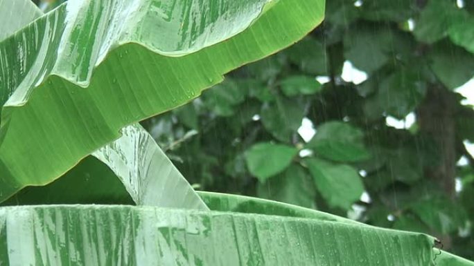 香蕉叶上的雨