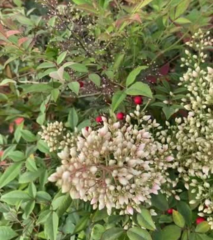 花园中Nandina domestica (圣竹) 植物的垂直拍摄