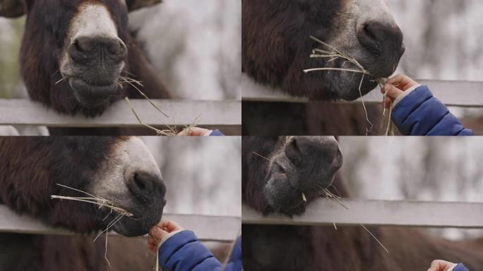 一个年轻女孩的手喂一只友好的驴的暖心特写