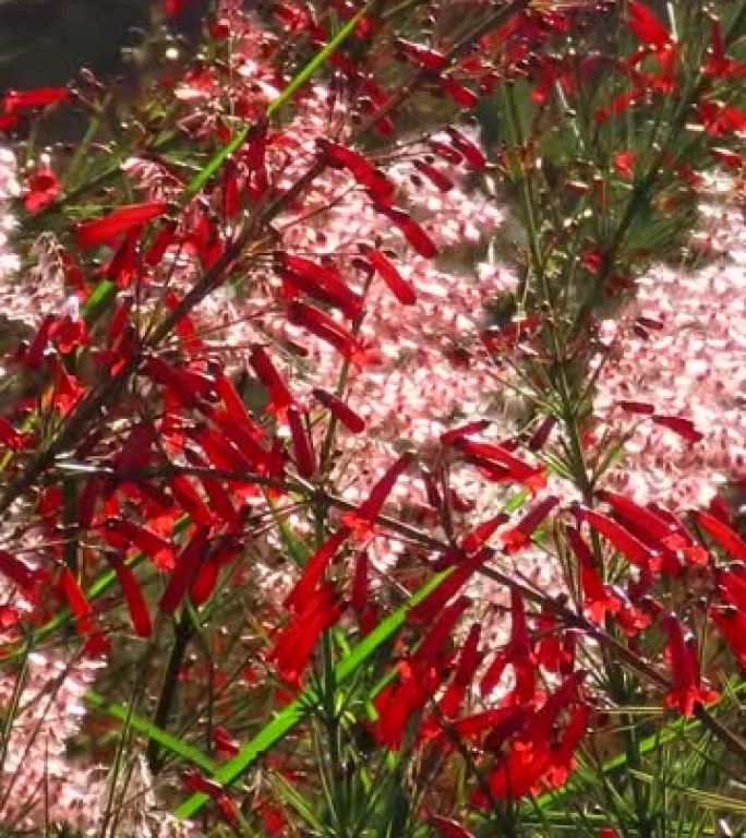 选择性关注红色喷泉灌木花 (Russelia equisetiformis)