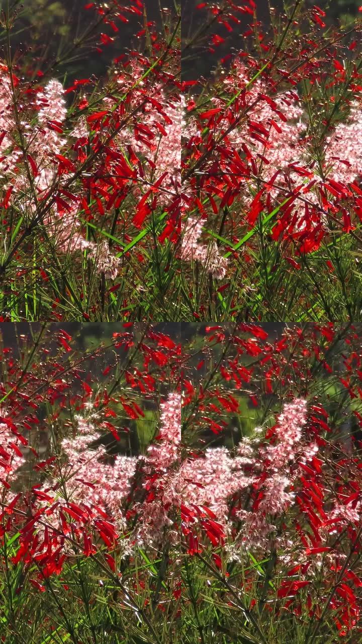 选择性关注红色喷泉灌木花 (Russelia equisetiformis)