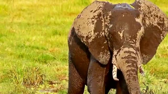 大象在肯尼亚安博塞利公园洗泥浴