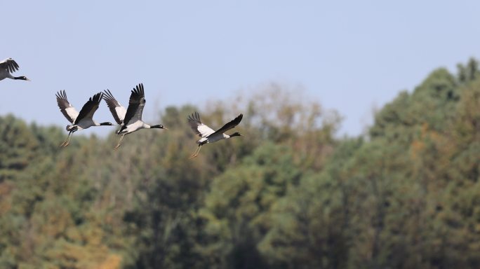 黑颈鹤振翅飞行的慢动作