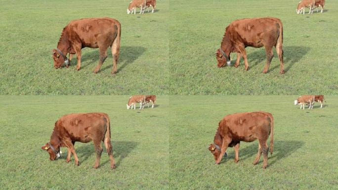 在瑞士山区牧场放牧的乳牛