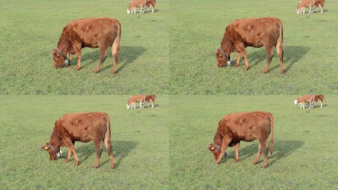在瑞士山区牧场放牧的乳牛