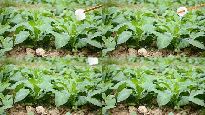 烟草农场和农民为植物施用肥料