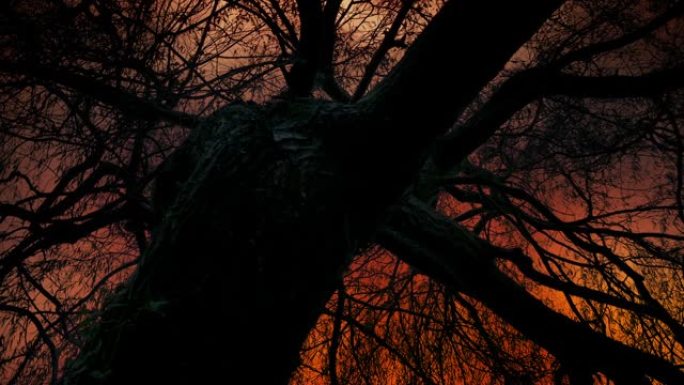 扭曲的枯树后面的世界末日天空