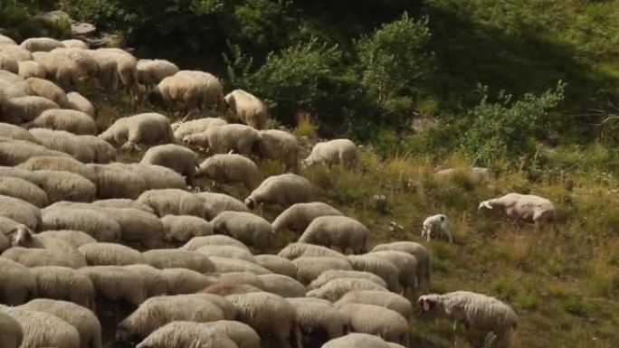 一群山羊在托斯卡纳-埃米利安亚平宁山脉的绿色牧场上吃草。