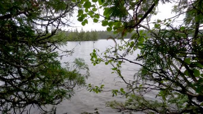 透过苏必利尔湖的树木窥视