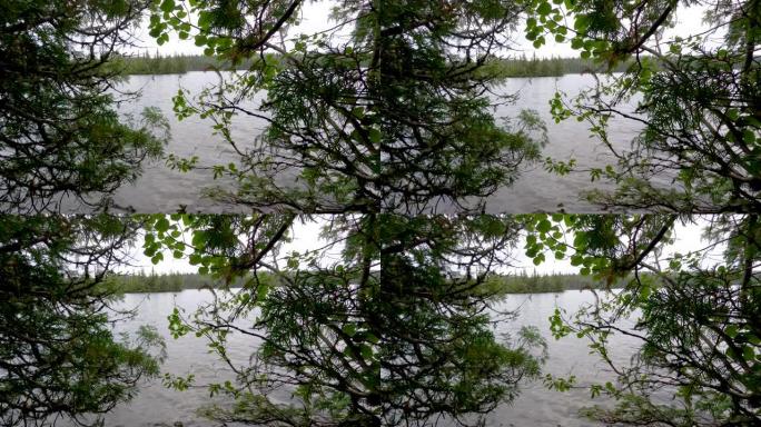 透过苏必利尔湖的树木窥视