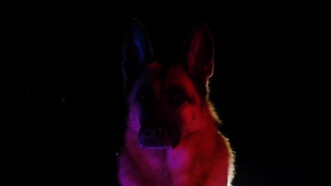 德国牧羊犬的剪影在冬天晚上在外面降雪。狗在五颜六色的明亮霓虹灯的灯光下坐着环顾四周，肖像在前面特写。