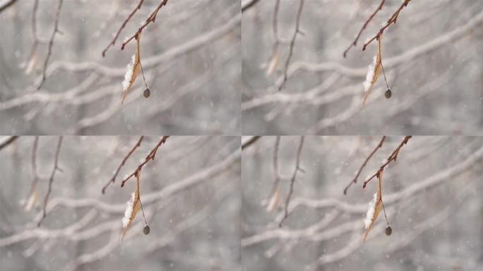 冬季背景下雪，在宁静的冰冻自然中，树枝上有干燥的椴树花
