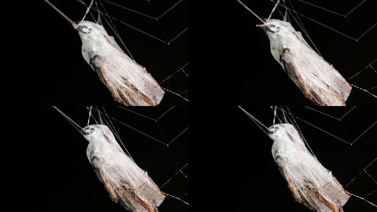 黄蜂用蜘蛛网包裹着丝绸