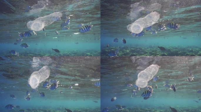 殖民地的pyorosoma被膜在太阳光下的蓝色水面下漂移