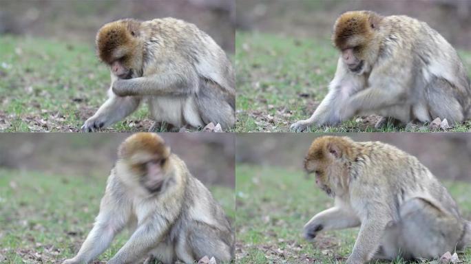 用阿尔及利亚和摩洛哥的巴巴里猕猴吃美丽的猴子