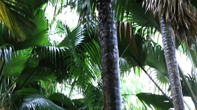 可可·德·梅尔的双坚果。普拉林的瓦莱德迈自然保护区。