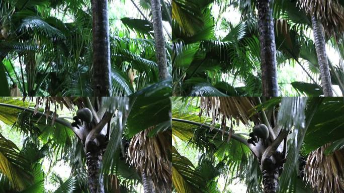 可可·德·梅尔的双坚果。普拉林的瓦莱德迈自然保护区。