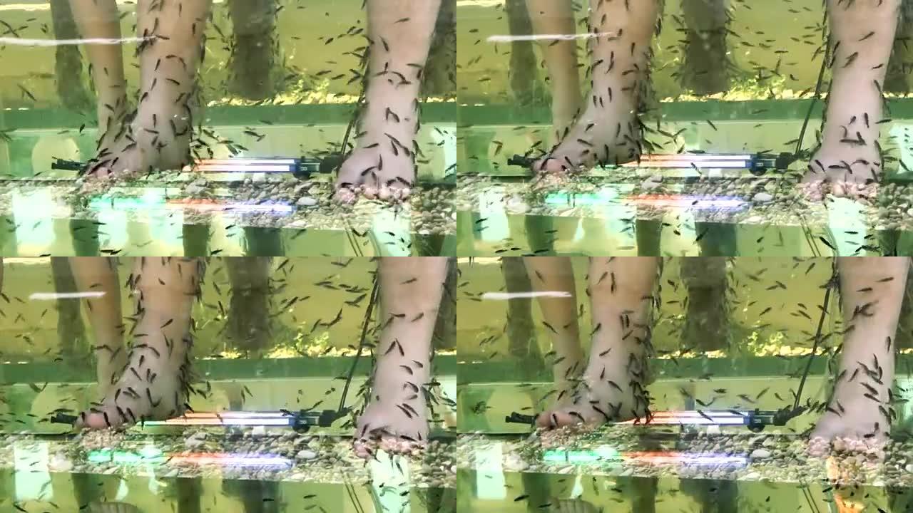 热带鱼在水中剥皮的脚