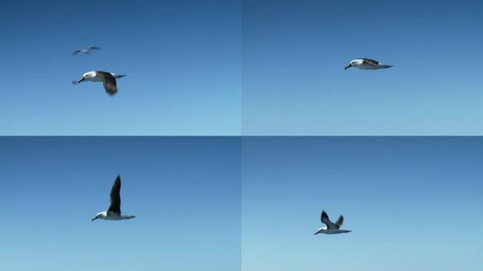 信天翁在蓝天中翱翔，海鸟在飞行中