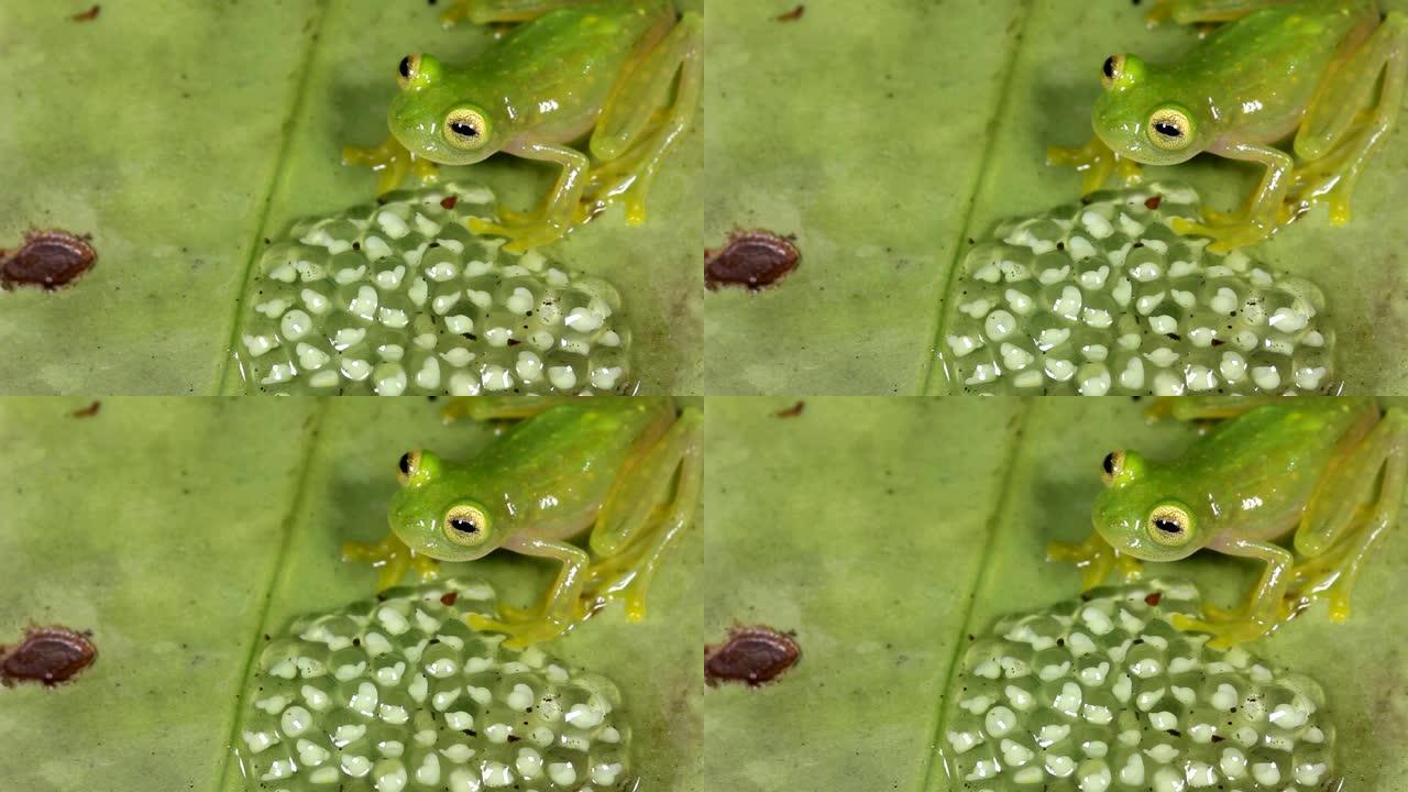 玻璃蛙 (Hyalinobatrachium sp。) 与一批ggs